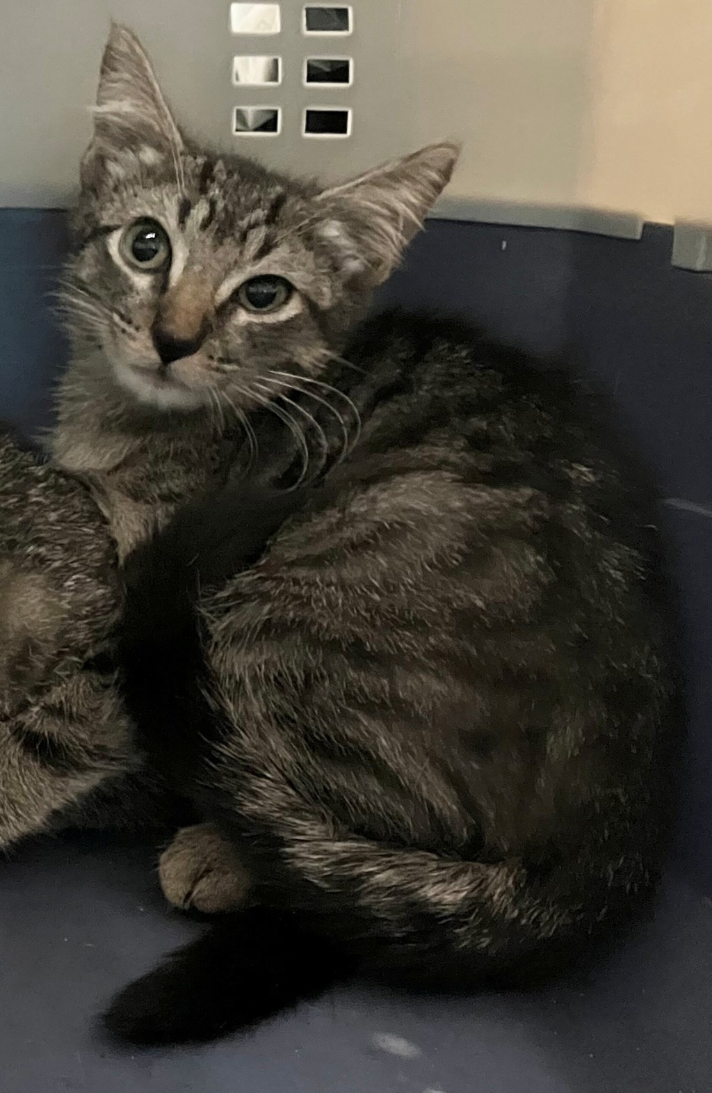 Shelter Stray Unknown Cat last seen Near Bay Street, STATEN ISLAND, NY, 10304, 3139 Veterans Rd W, Staten Island, NY 10309, USA