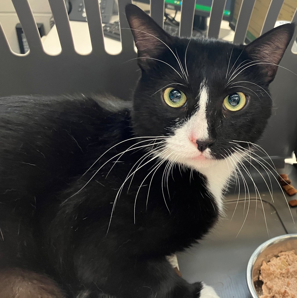 Shelter Stray Male Cat last seen Near Hylan Boulevard, STATEN ISLAND, NY, 10306, 3139 Veterans Rd W, Staten Island, NY 10309, USA