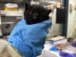 Shelter Stray Unknown Cat last seen 113th 2nd Avenue, NEW YORK, NY, 10029, 326 E 110th St, New York, NY 10029, USA