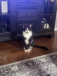Lost Male Cat last seen Near Cardinal Drive, Whiteland, IN 46184, Whiteland, IN 46184