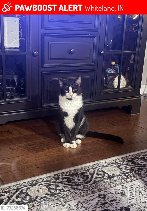 Lost Male Cat last seen Near Cardinal Drive, Whiteland, IN 46184, Whiteland, IN 46184