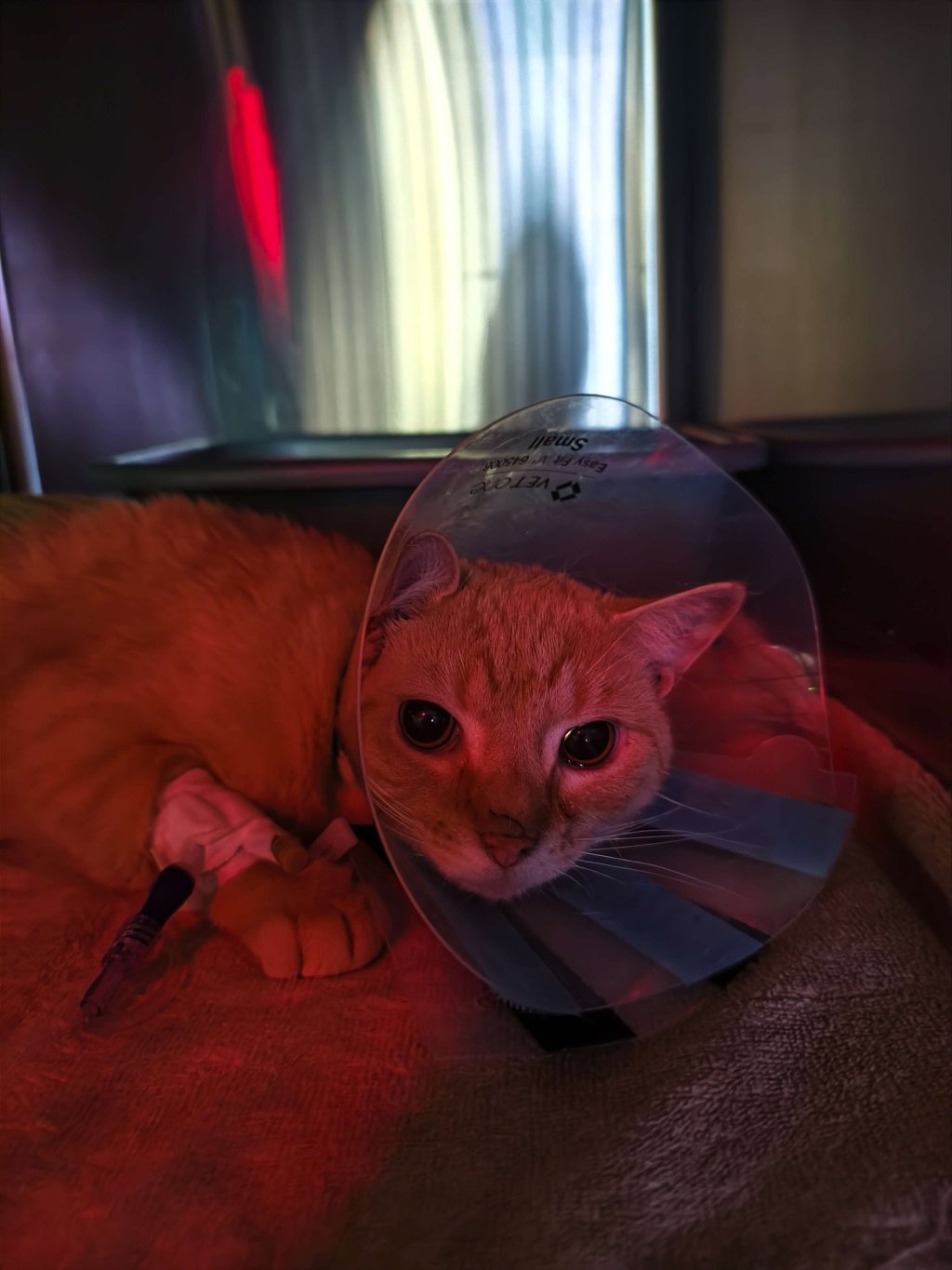 Shelter Stray Male Cat last seen Schieffelin Place, BRONX, NY, 10466, 326 E 110th St, New York, NY 10029, USA