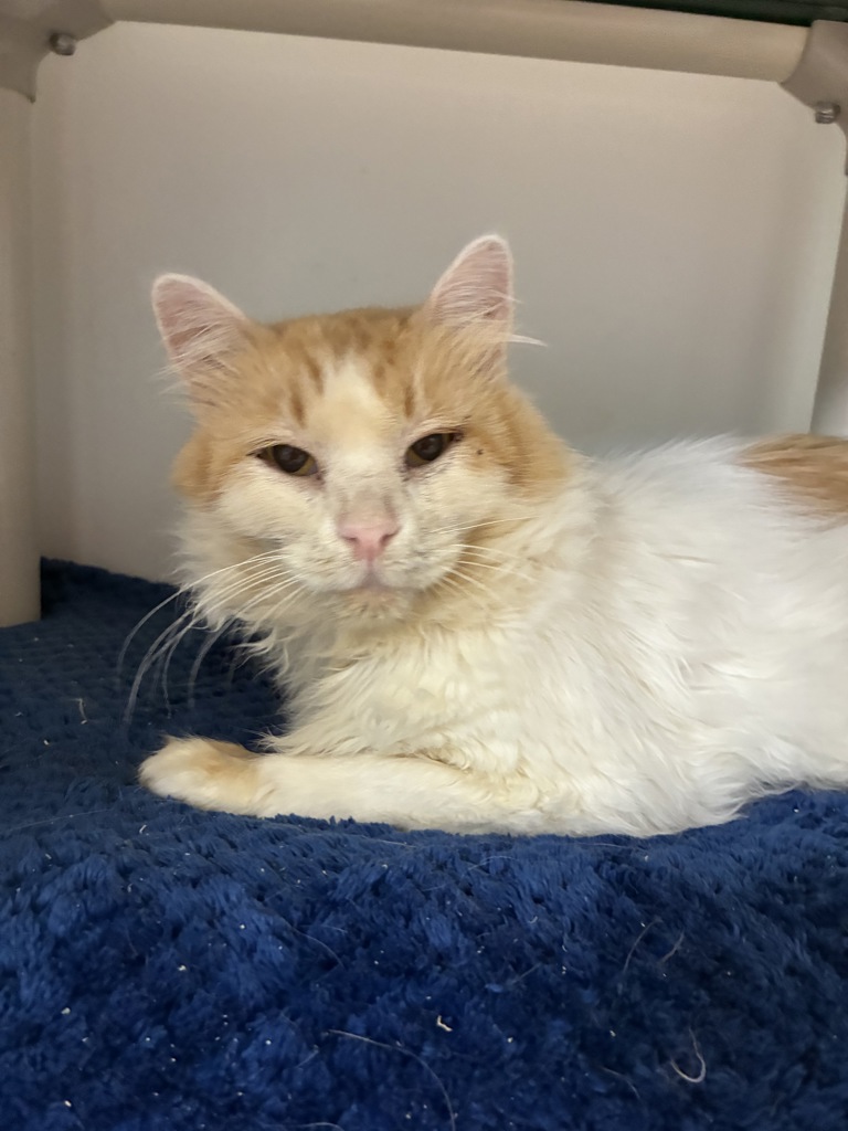 Shelter Stray Male Cat last seen Near S 300 Street E, SALT LAKE CITY, UT, 84115, 511 W 3900 S, Salt Lake City, UT 84123, USA
