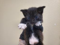 Shelter Stray Male Cat last seen Near Gavioto Court, Oceanside, CA, 92057, Oceanside, CA 92058, USA