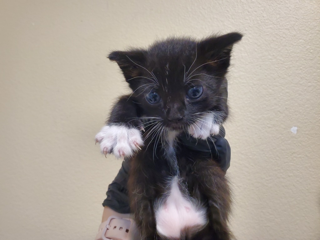 Shelter Stray Male Cat last seen Near Gavioto Court, Oceanside, CA, 92057, Oceanside, CA 92058, USA