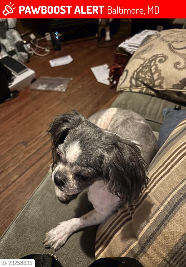 Lost Male Dog last seen Pennsylvania Ave, Baltimore, MD 21217