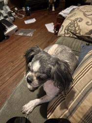 Lost Male Dog last seen Pennsylvania Ave, Baltimore, MD 21217