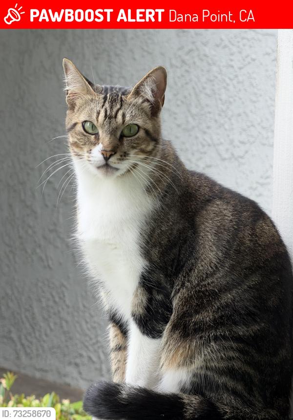 Lost Female Cat last seen Monarch Beach, Dana Point, CA 92629