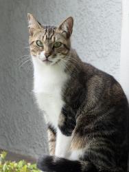 Lost Female Cat last seen Monarch Beach, Dana Point, CA 92629