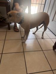 Found/Stray Male Dog last seen Mission blv and meekland ave, Hayward, CA 94544