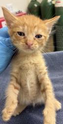 Shelter Stray Female Cat last seen NE 122nd and NE Glisan, OR, 1700 W Historic Columbia River Hwy, Troutdale, OR 97060, USA