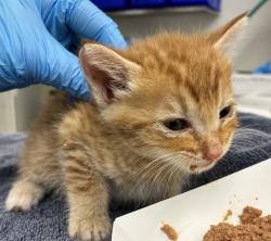 Shelter Stray Male Cat last seen NE 122nd and NE Glisan, OR, 1700 W Historic Columbia River Hwy, Troutdale, OR 97060, USA