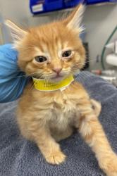 Shelter Stray Female Cat last seen NE 122nd and NE Glisan, OR, 1700 W Historic Columbia River Hwy, Troutdale, OR 97060, USA