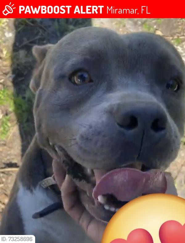 Lost Male Dog last seen Near sw 67th way miramar, Miramar, FL 33023