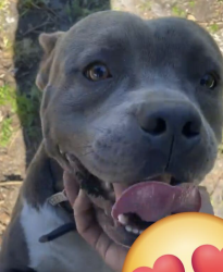 Lost Male Dog last seen Near sw 67th way miramar, Miramar, FL 33023