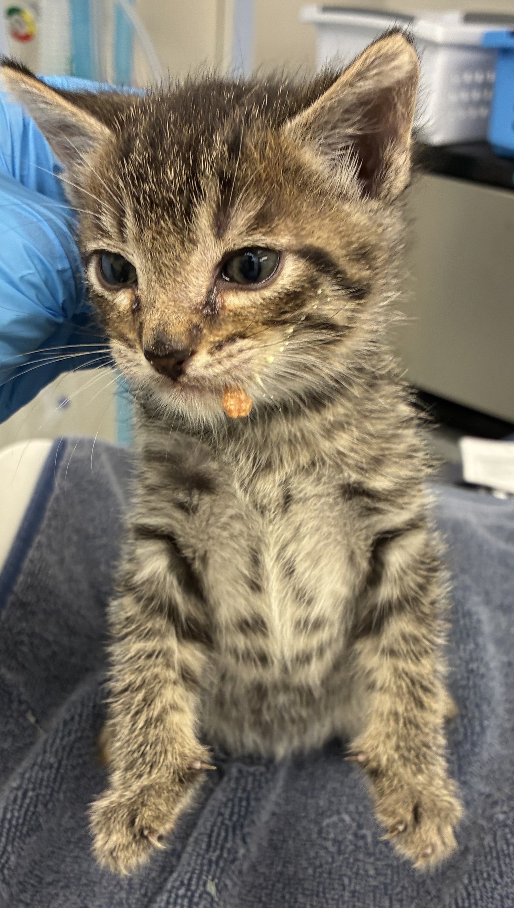 Shelter Stray Male Cat last seen NE 122nd and NE Glisan, OR, 1700 W Historic Columbia River Hwy, Troutdale, OR 97060, USA