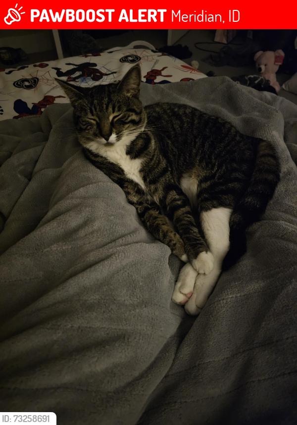 Lost Female Cat last seen Amity road between Locust Grove and Eagle, Meridian, ID 83642