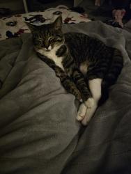 Lost Female Cat last seen Amity road between Locust Grove and Eagle, Meridian, ID 83642