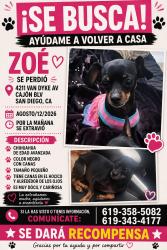 Lost Female Dog last seen Van dyke dan diego, San Diego, CA 92116