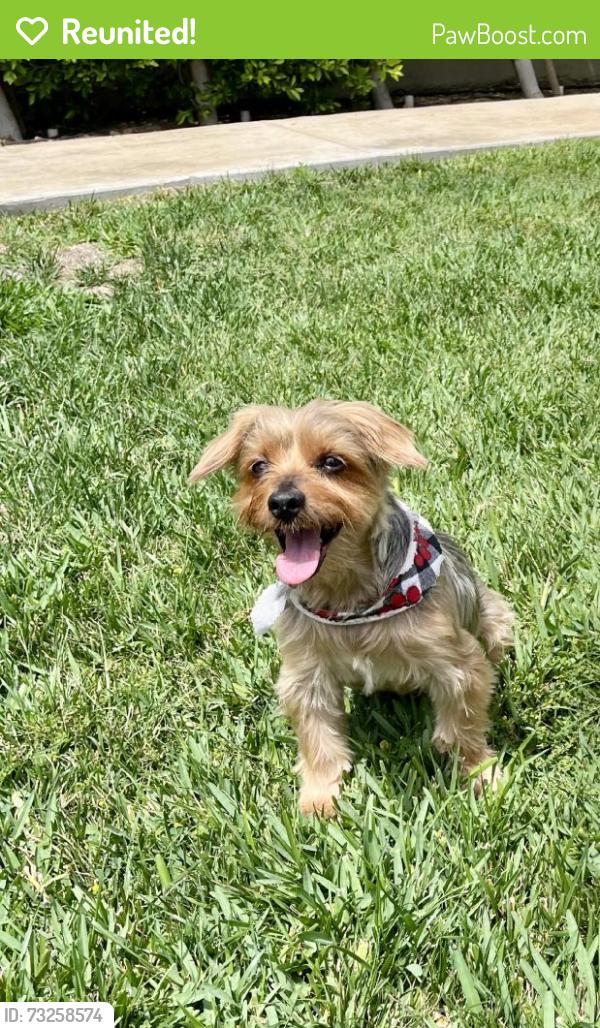 Reunited Male Dog last seen Near Cherokee Rd, Rancho Cucamonga, CA 91739, USA, Rancho Cucamonga, CA 91739