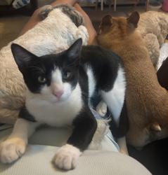 Reunited Male Cat last seen Jamul, Jamul, CA 91935