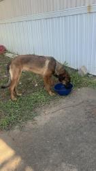 Found/Stray Male Dog last seen Near reamer cir, Salisbury, NC 28144