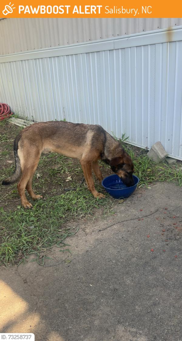 Found/Stray Male Dog last seen Near reamer cir, Salisbury, NC 28144