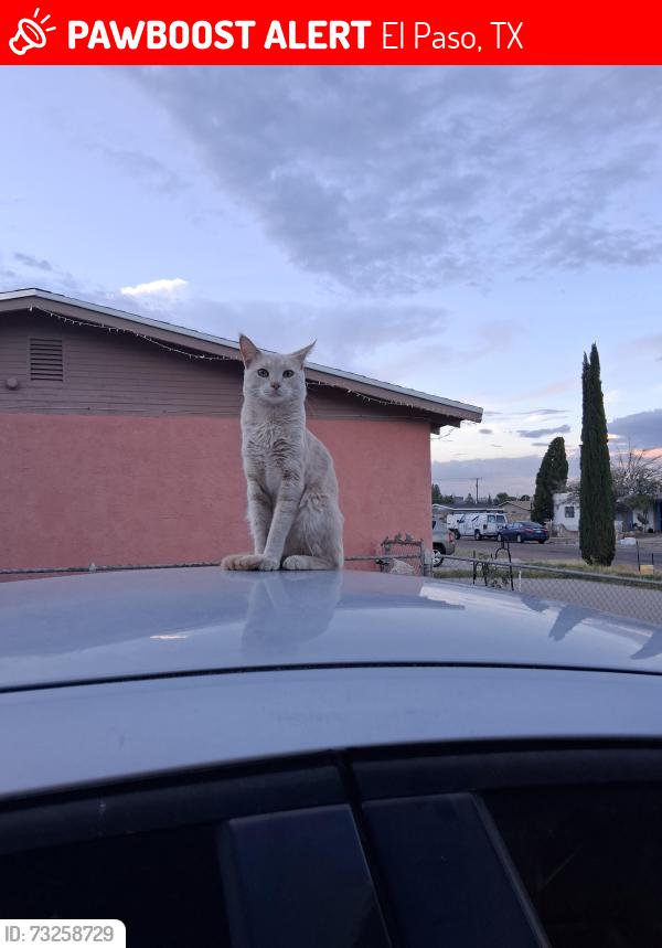 Lost Male Cat last seen Mt.latona, El Paso, TX 79904
