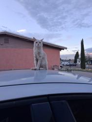 Lost Male Cat last seen Mt.latona, El Paso, TX 79904