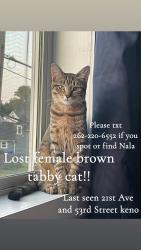 Reunited Female Cat last seen Columbus park, Kenosha, WI 53140
