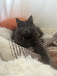 Lost Female Cat last seen Middlefield Dr and Owari Ln, Riverside, CA 92508