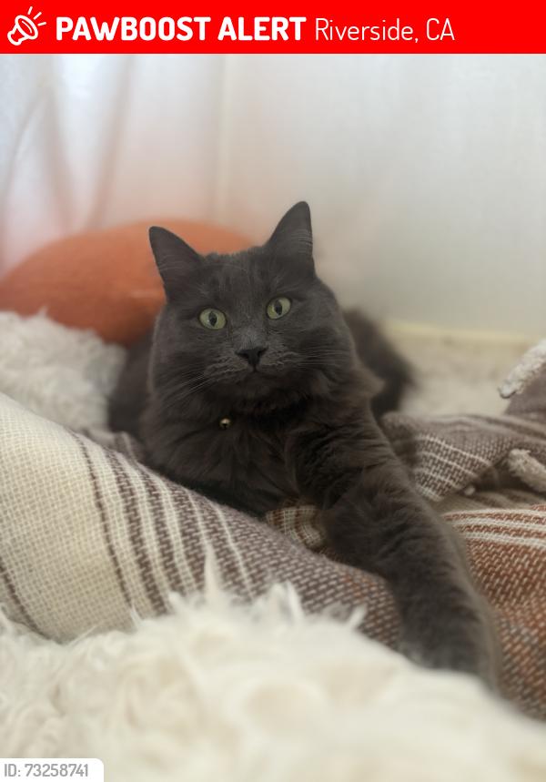 Lost Female Cat last seen Middlefield Dr and Owari Ln, Riverside, CA 92508
