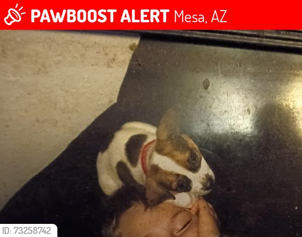 Lost Male Dog last seen Alma School between the 202 and McKellips, Mesa, AZ 85201