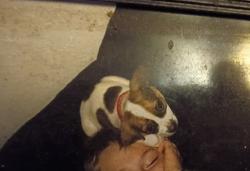 Lost Male Dog last seen Alma School between the 202 and McKellips, Mesa, AZ 85201