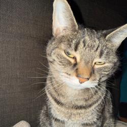 Shelter Stray Female Cat last seen , Animal Care & Control Team of Philly, 111 W Hunting Park Ave, Philadelphia, PA 19140, USA