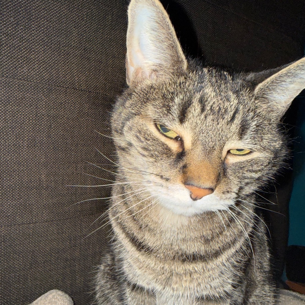 Shelter Stray Female Cat last seen , Animal Care & Control Team of Philly, 111 W Hunting Park Ave, Philadelphia, PA 19140, USA