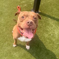 Shelter Stray Male Dog last seen , Animal Care & Control Team of Philly, 111 W Hunting Park Ave, Philadelphia, PA 19140, USA