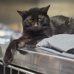 Shelter Stray Male Cat last seen , Animal Care & Control Team of Philly, 111 W Hunting Park Ave, Philadelphia, PA 19140, USA