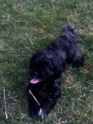 Reunited Female Dog last seen Michener, Philadelphia, PA 19150