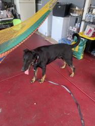 Reunited Male Dog last seen Tennyson, Hayward, CA 94541