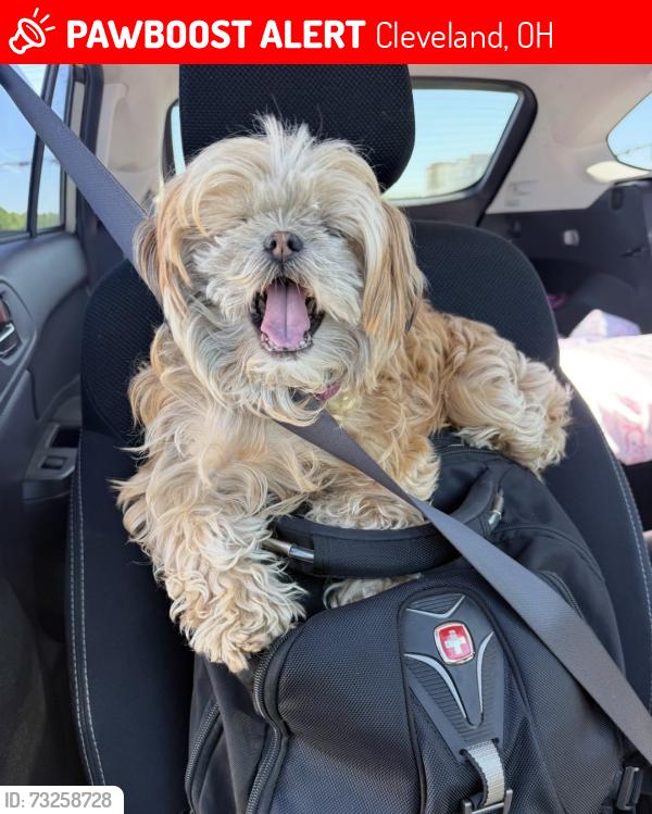 Lost Female Dog last seen east 142nd street between Harvard and Miles Rd, Cleveland, OH 44105