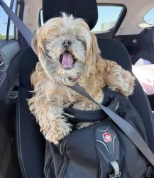 Lost Female Dog last seen east 142nd street between Harvard and Miles Rd, Cleveland, OH 44105