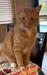 Lost Male Cat last seen Ingleside and sunnyvale grand prairie Gateway church area carrier pkwy, Grand Prairie, TX 75050