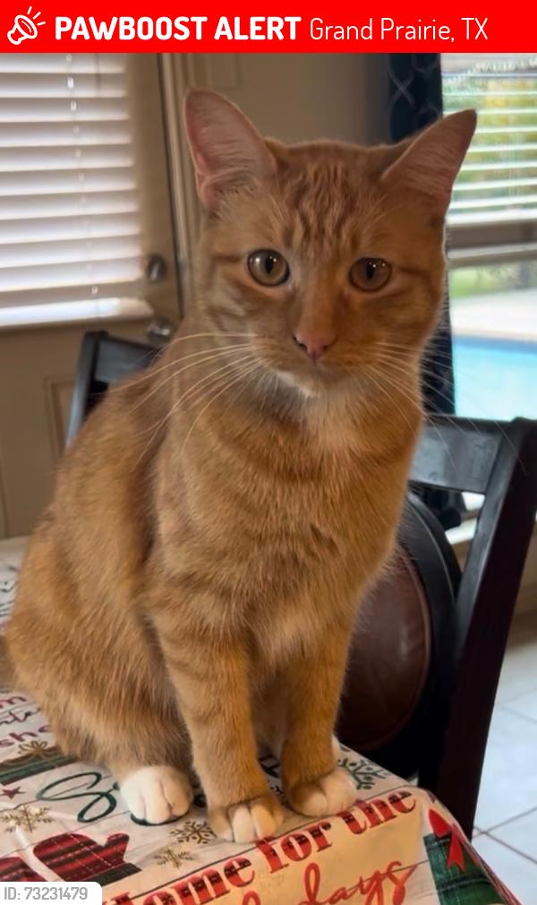 Lost Male Cat last seen Ingleside and sunnyvale grand prairie Gateway church area carrier pkwy, Grand Prairie, TX 75050
