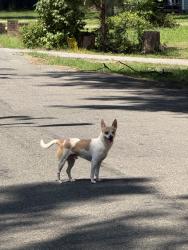 Found/Stray Male Dog last seen Ruffin rd, Richmond, VA 23234