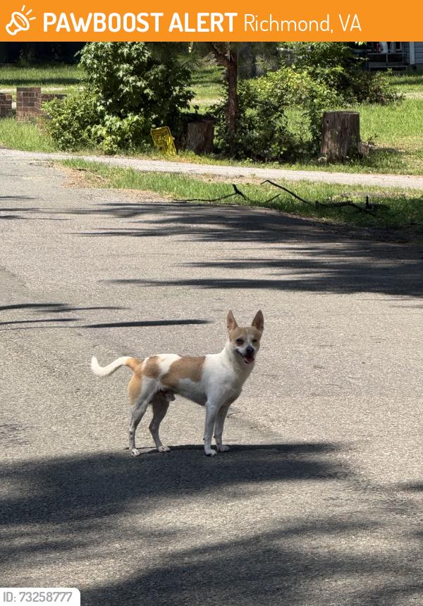 Found/Stray Male Dog last seen Ruffin rd, Richmond, VA 23234