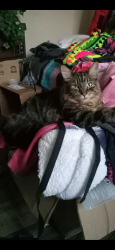 Lost Male Cat last seen By West Alameda behind the neighborhoods behind the Green Mountain King Soopers, Lakewood, CO 80228