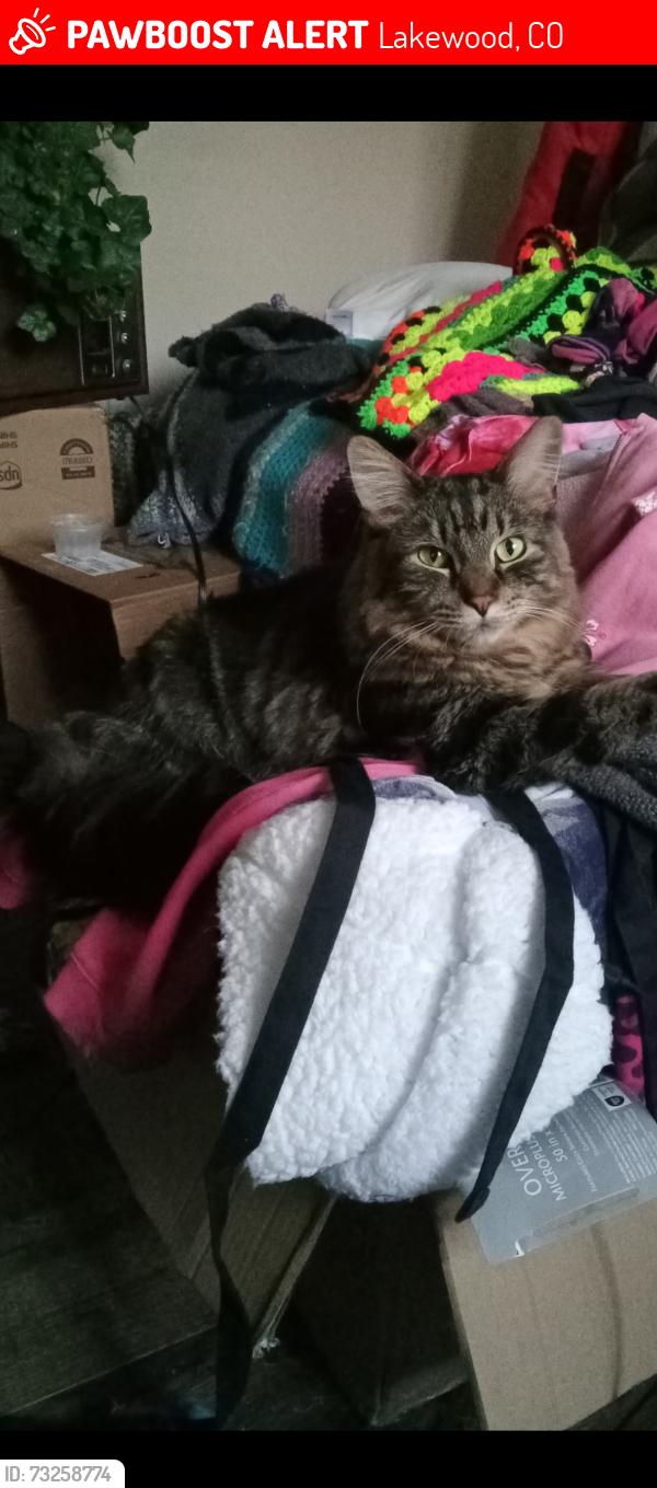 Lost Male Cat last seen By West Alameda behind the neighborhoods behind the Green Mountain King Soopers, Lakewood, CO 80228