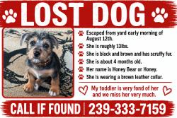 Lost Female Dog last seen Marion st, Fort Myers, FL 33916