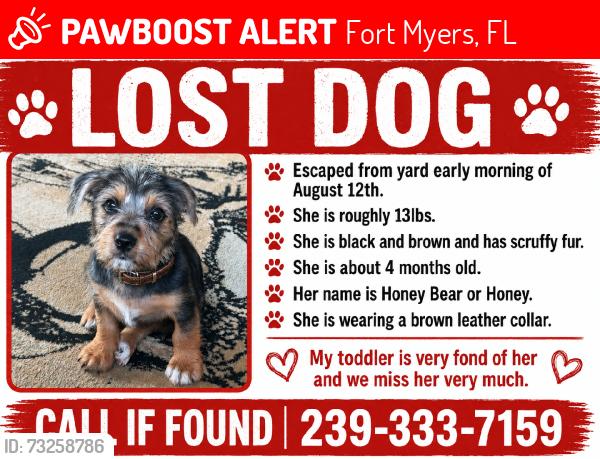 Lost Female Dog last seen Marion st, Fort Myers, FL 33916